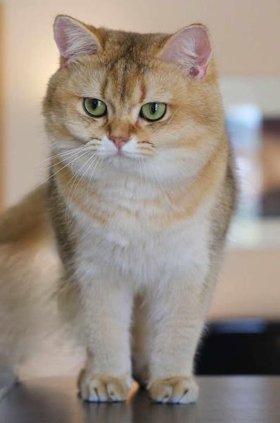 British Shorthair