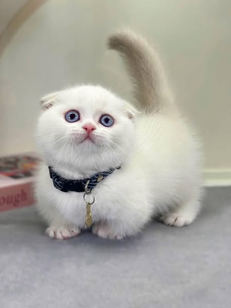 Munchkin Fold