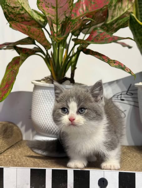 Munchkin