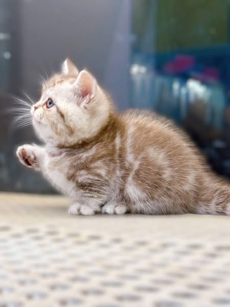 Munchkin