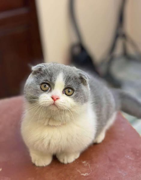 Munchkin Fold