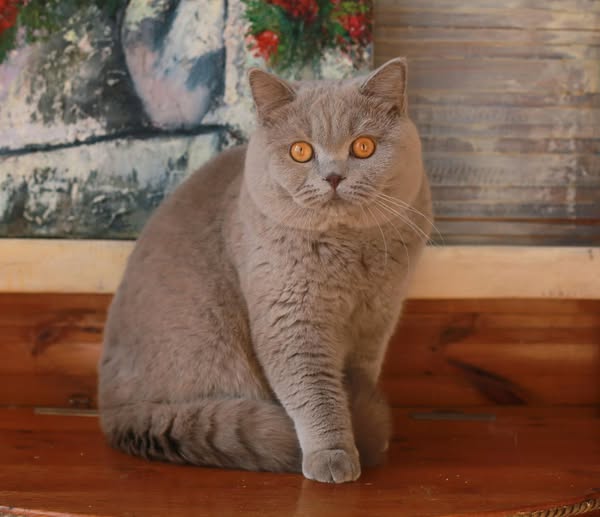 British Shorthair
