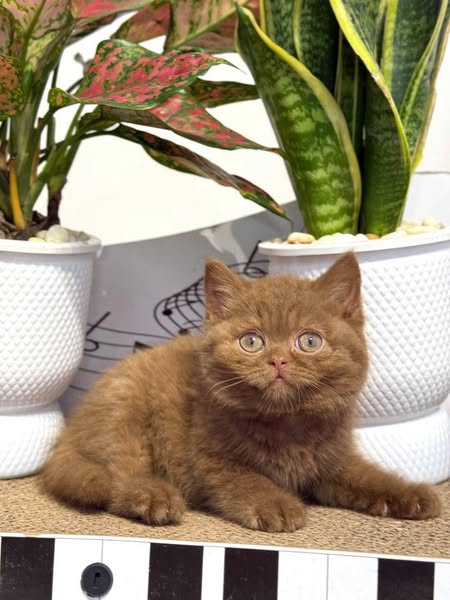 British Shorthair