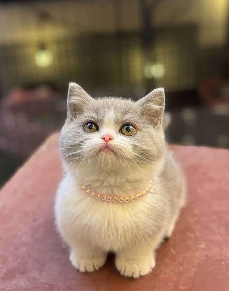 Munchkin