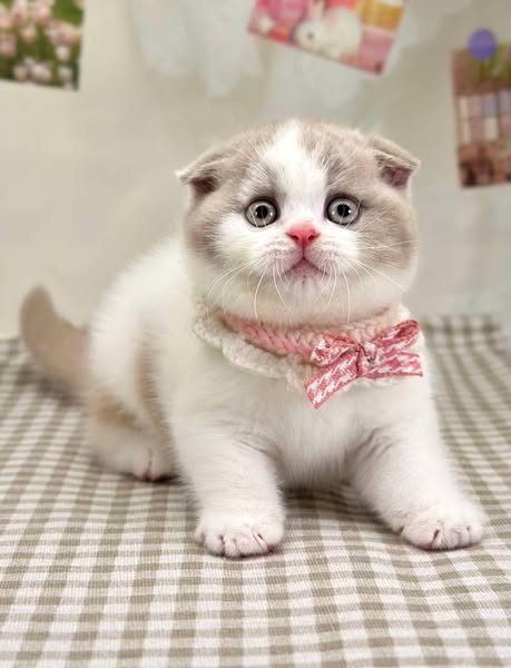 Scottish Fold
