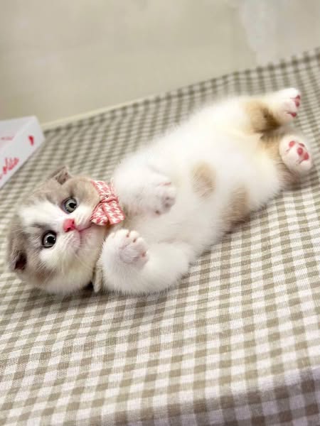 Scottish Fold