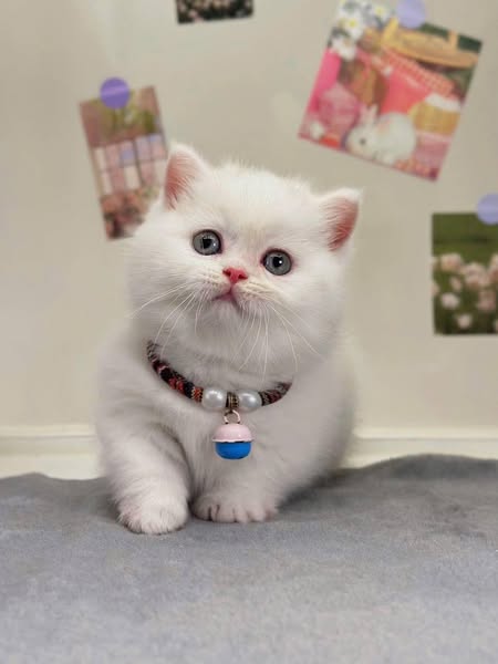 Munchkin