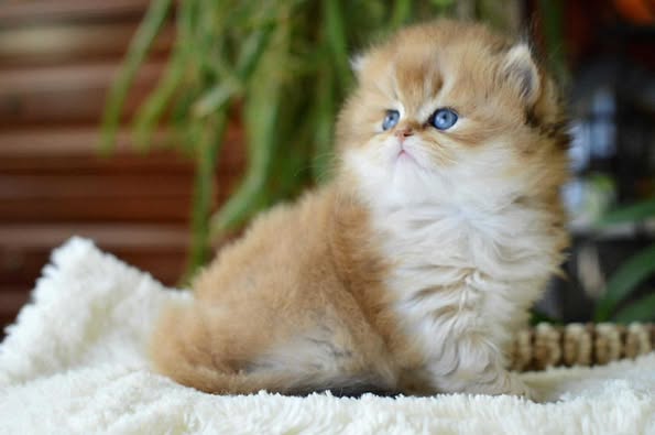 British Longhair