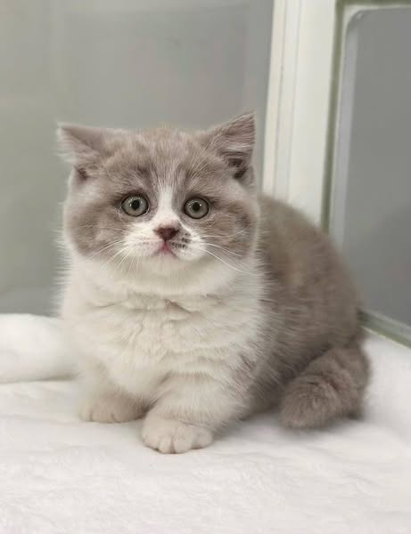 Munchkin