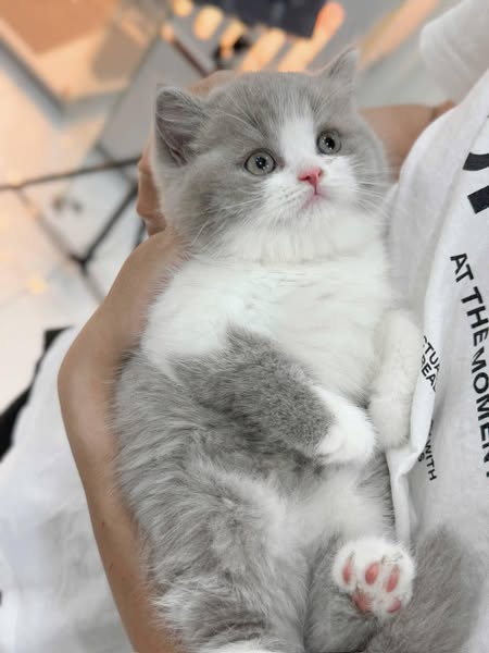 British Shorthair