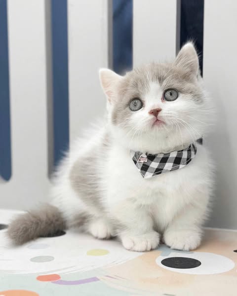 Munchkin