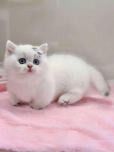 Munchkin