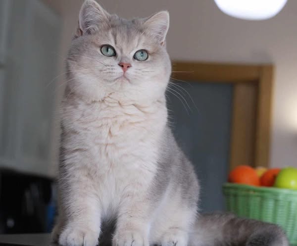 British Shorthair
