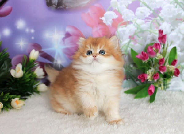 British Longhair