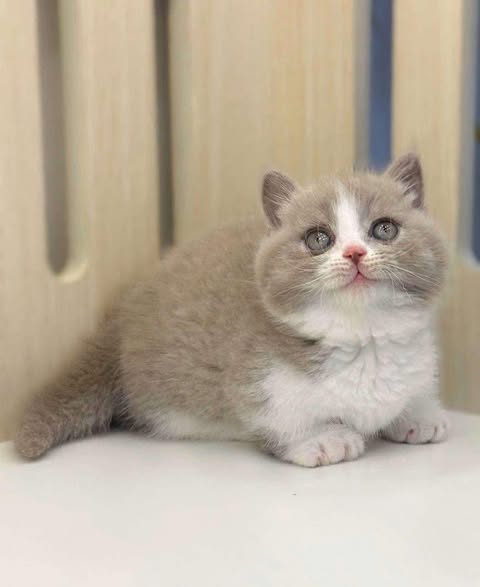 Munchkin