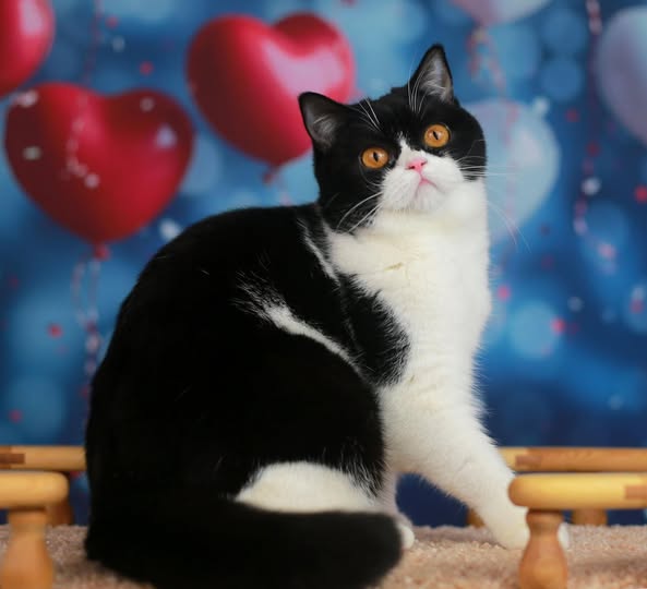 British Shorthair