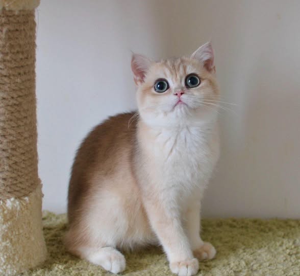 British Shorthair