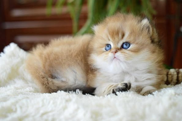 British Longhair
