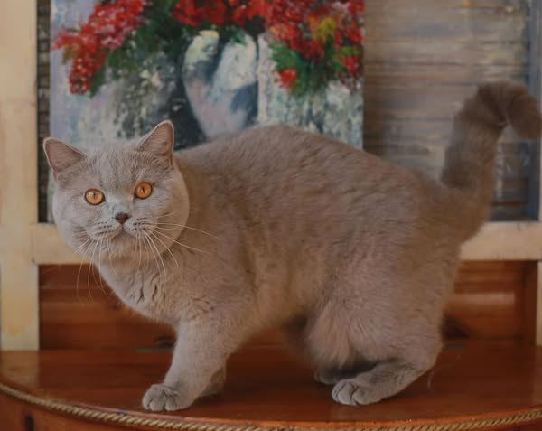 British Shorthair