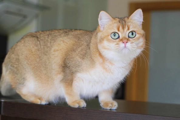 British Shorthair