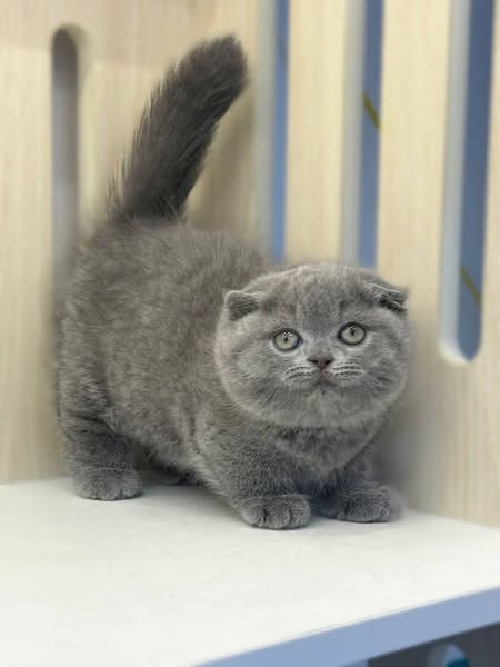 Munchkin Fold