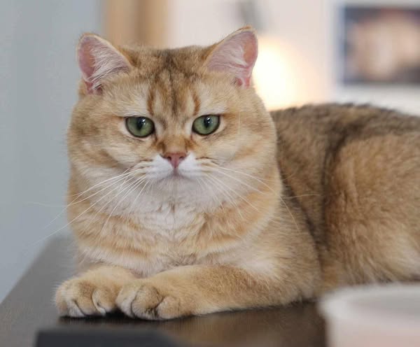 British Shorthair