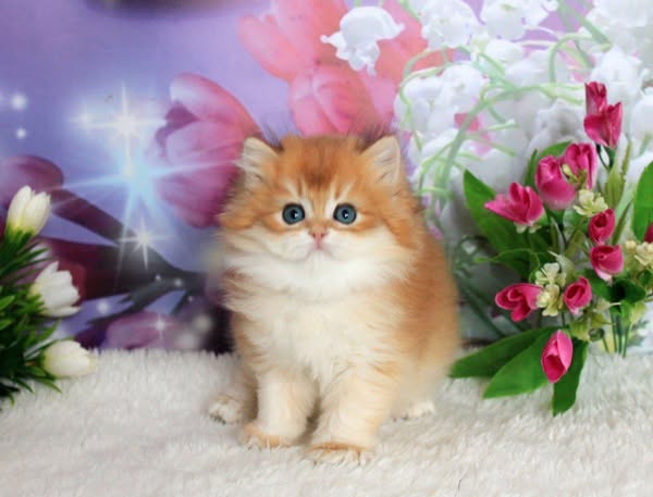 British Longhair