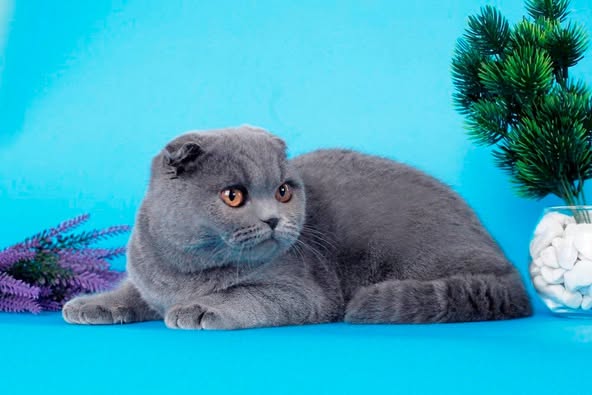 Scottish Fold