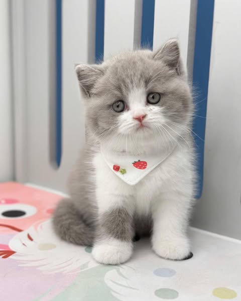British Shorthair