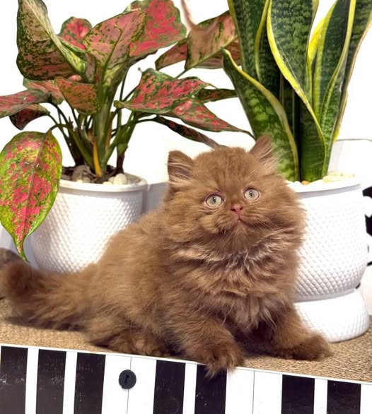 British Longhair