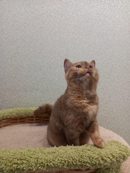 British Shorthair