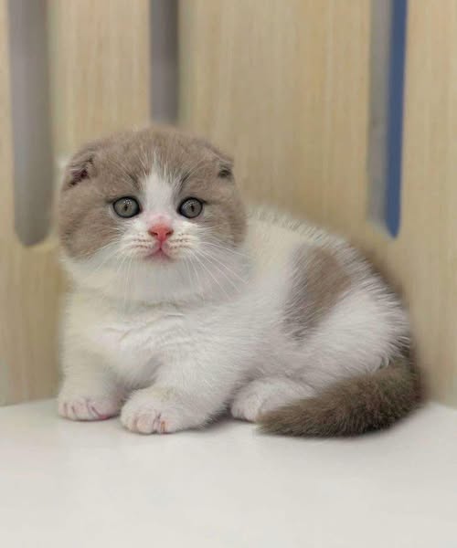 Munchkin Fold