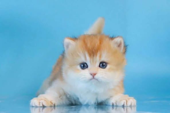 British Longhair