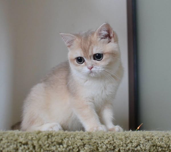 British Shorthair