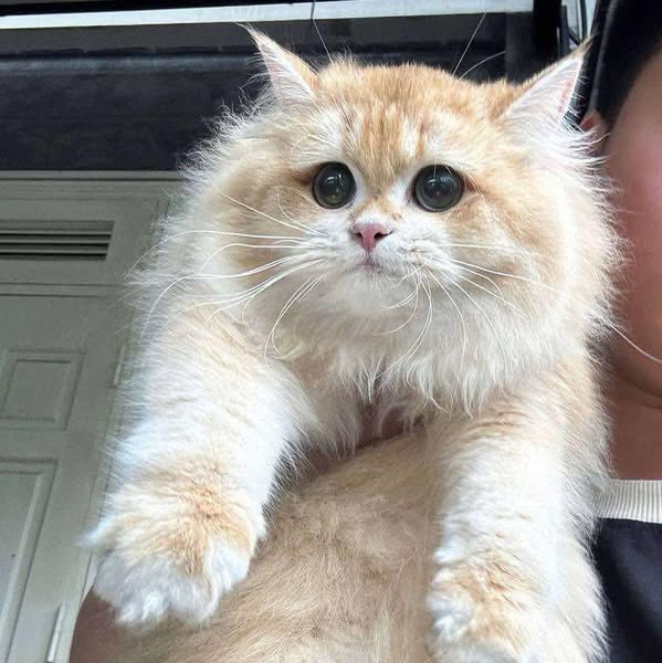 British Longhair