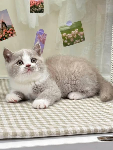British Shorthair