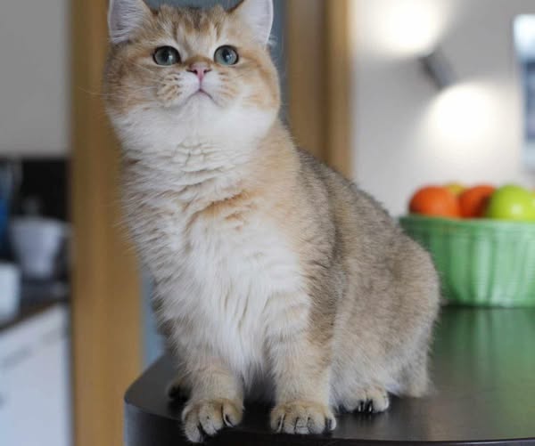 British Shorthair