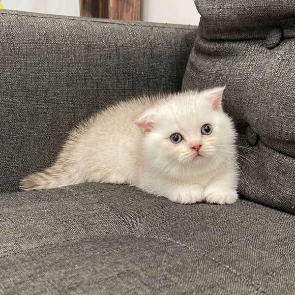 Munchkin Fold