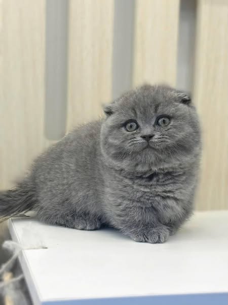Munchkin Fold