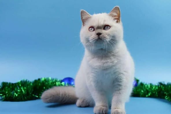 British Shorthair