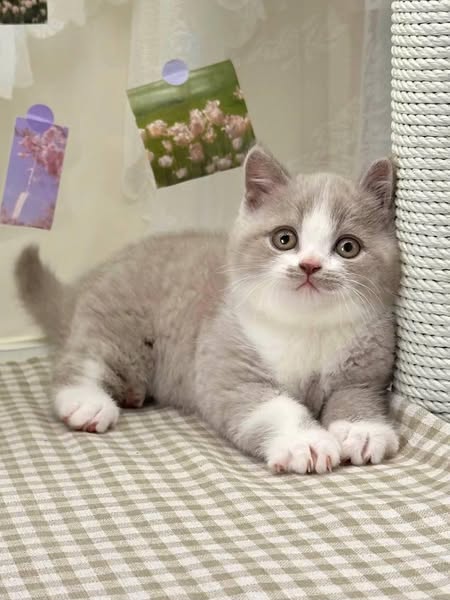 British Shorthair