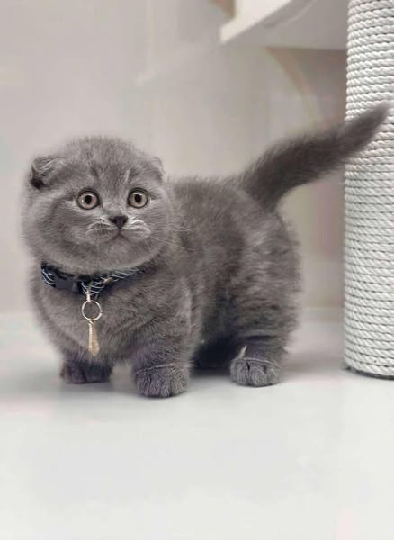 Munchkin Fold