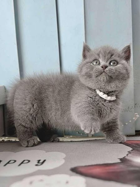 Munchkin
