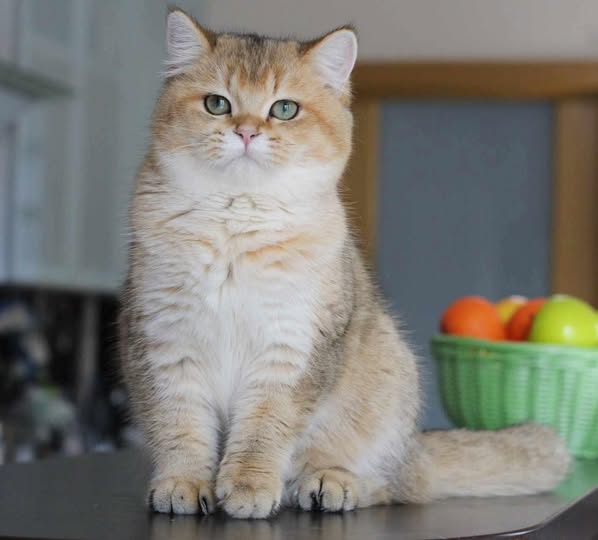 British Shorthair