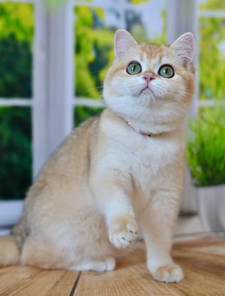 British Shorthair