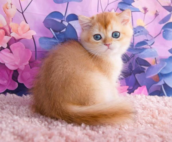 British Shorthair