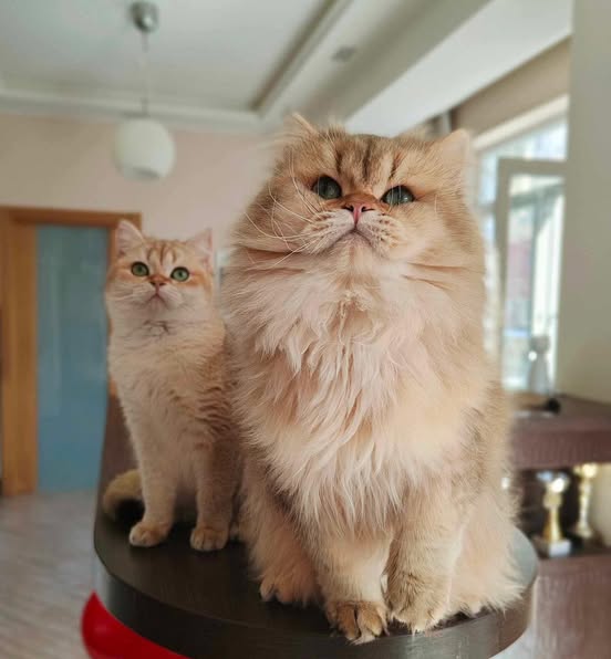 British Longhair