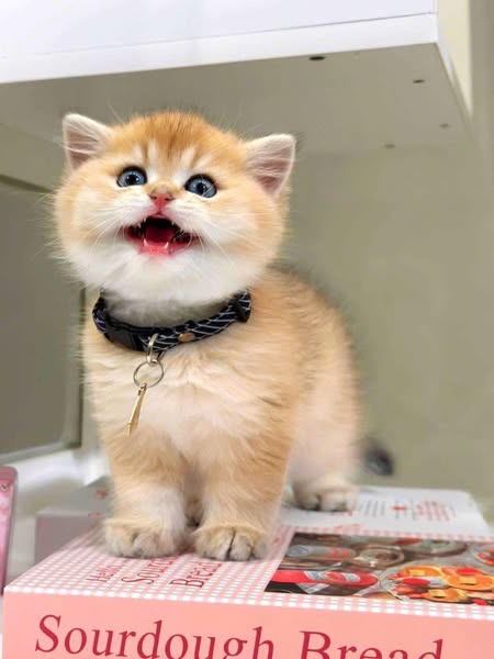 British Shorthair