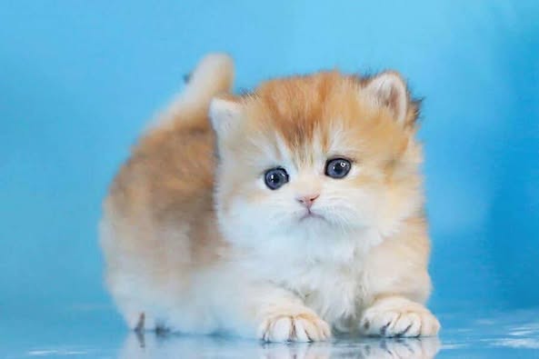 British Longhair