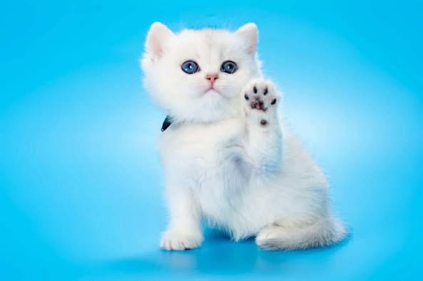 British Longhair